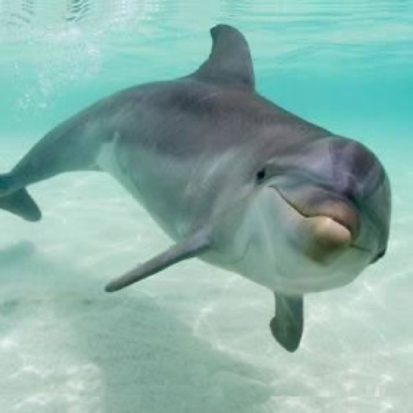 Meet your Posher, Chyrol - Picture 11 of 16